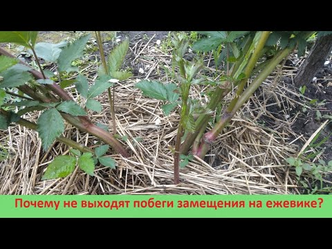 Видео: Почему не выходят побеги замещения на ежевике?