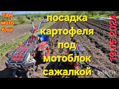 Видео: Посадка картофеля под мотоблок картофелесажалкой 19.05.24г.