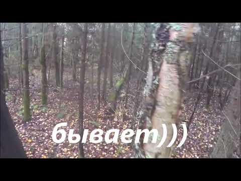 Видео: Охота на зайца с гончими. Восьмой. Выезд 13.10.2025г.