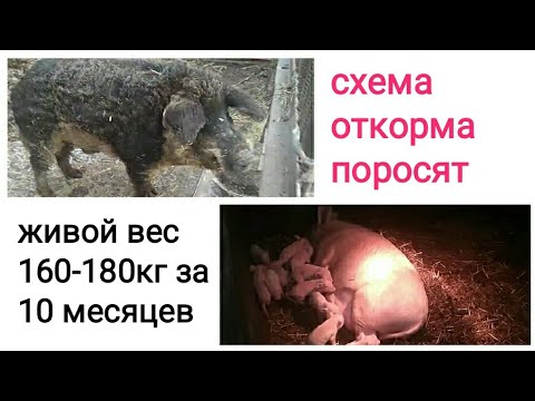 Видео: Поросята гибриды, помесь венгерской мангалицы и ландраса... Схема откорма: 160-180кг за 10 месяцев.