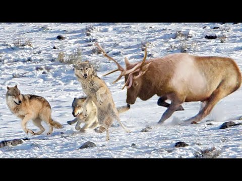 Видео: Раненый олень РАЗНЕС целую СТАЮ! Что бывает, когда ВОЛКИ ошибаются с добычей?
