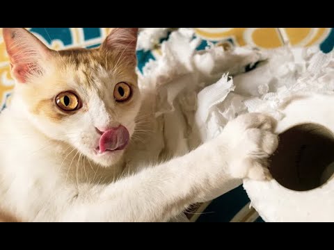 Видео: 😺 Домашние вредители!🐈 Видео смешных котов и котят для хорошего настроения! 😻