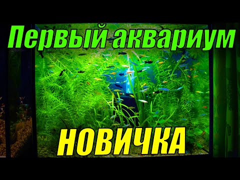 Видео: Для новичков в аквариумистике! Запуск первого аквариума!