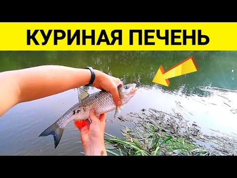 Видео: ГОЛАВЛЬ, ГУСТЕРА НА КУРИНУЮ ПЕЧЕНЬ! Подводная съемка на рыбалке
