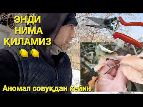 Видео: Совуқ урган лимонларни нима қиламиз энди?