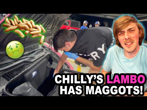 Видео: LAMBORGHINI, КИШУЩИЙ ЛИЧИНКАМИ???