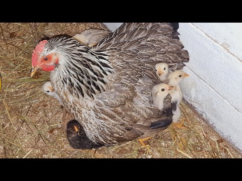 Видео: пропойка для цыплят, гнездо для кур на полу!