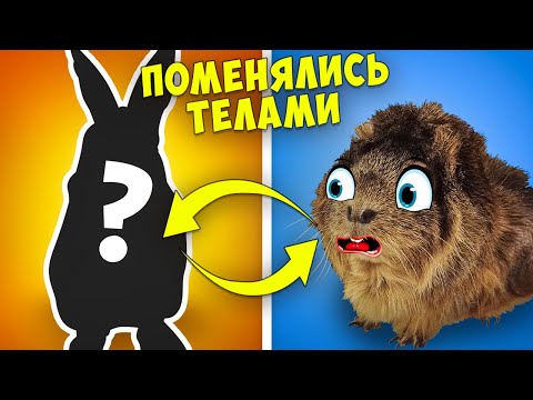 Видео: ПОМЕНЯЛИСЬ ТЕЛАМИ | А они просто хотели дружить... | Свинка Бузя и Вкусняшка