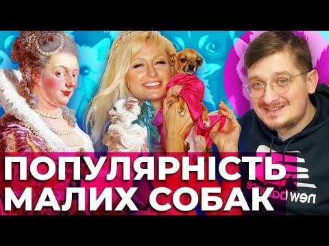Видео: Чому маленькі собачки стали популярними?