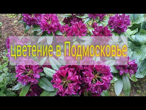 Видео: Рододендроны Игоря, 3 июня.
