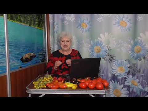 Видео: Какие помидоры получаются сладкими и вкусными, даже если их снять с куста зелеными и хранить дома?