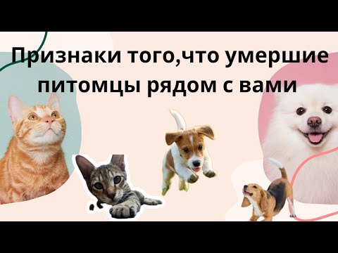 Видео: Они нас не покидают навсегда #как пережить смерть питомца #возвращение к хозяину