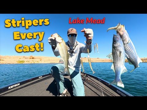 Видео: БЕЗУМНАЯ ловля полосатого окуня на озере Мид • Это почти СЛИШКОМ просто!