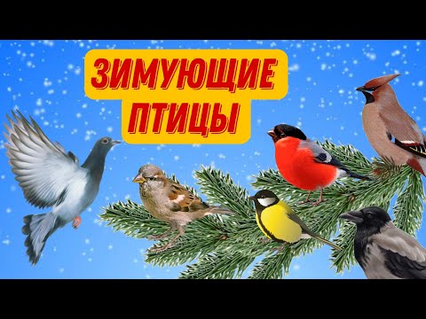 Видео: ❄Зимующие птицы | Зимующие птицы для детей | Развивающее видео для детей