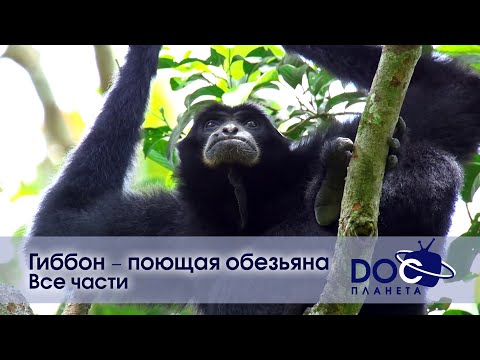 Видео: Гиббон - поющая обезьяна. Все части - Документальный фильм