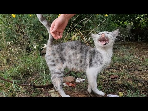 Видео: Увидев нас, бродячая кошка начала громко мяукать, словно плакала.