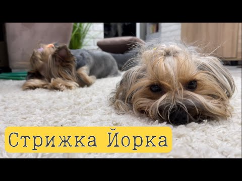 Видео: СТРИЖКА ЙОРКА В ДОМАШНИХ УСЛОВИЯХ/стрижём сами/не мастер/Michaela-Millie