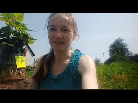 Видео: Висадка батату в грунт, підготовка живців