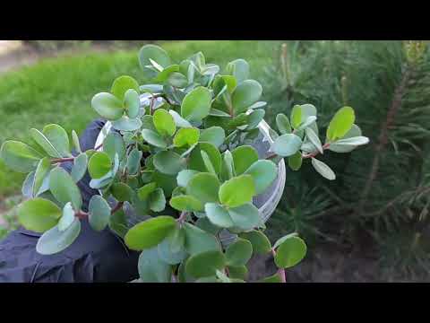 Видео: ОЧИТОК 🌿  размножение