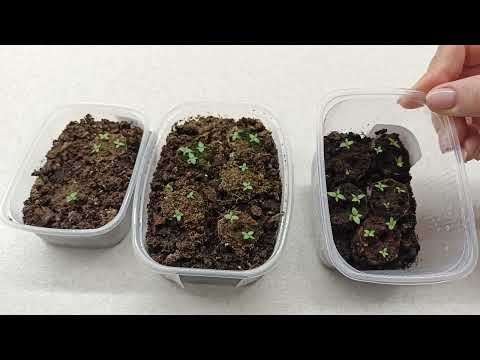 Видео: Рассада эустомы сильно вытянулась,что делать выбросить или можно спасти.27.01.2023