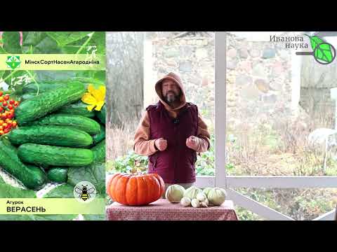 Видео: НАШЕЛ ДЛЯ ВАС КЛАССНЫЕ ОГУРЦЫ для засолки и салата, хрустящие, крепкие, ароматные и вкусные.