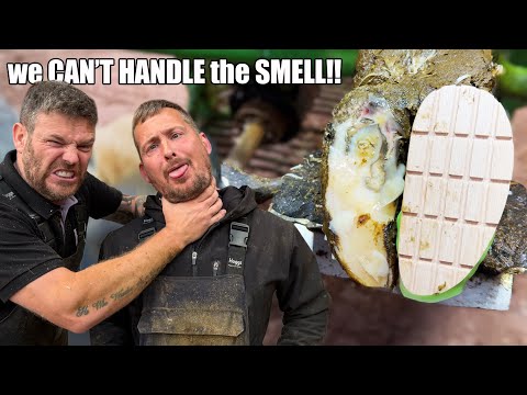 Видео: ИЩЕТЕ ДЕЛО С ПЕРЕЛОМАННЫМ КОПЫТОМ, СПОРАМИ И САМЫМ НЕПРИЯТНЫМ ЗАПАХОМ В МИРЕ?