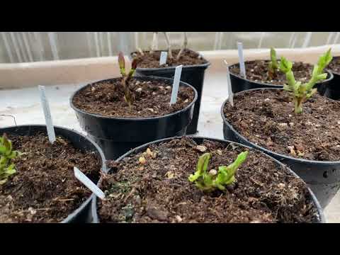 Видео: ТАКИЕ КРОШЕЧНЫЕ В ТАКИХ ОГРОМНЫХ ГОРШКАХ! ПОЧЕМУ Я СТРЕМЛЮСЬ ПОЛУЧИТЬ ИМЕННО ТАКИЕ САЖЕНЦЫ?