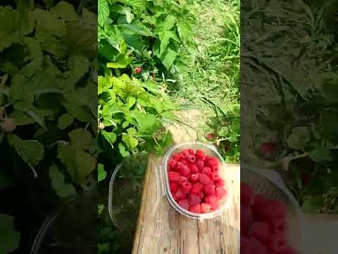 Видео: Первое плодоношение загущенной малины Таруса
