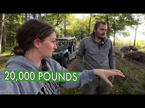Видео: Они отгружают 20 000 фунтов мяса каждую неделю!! (Ферма «Семь сыновей»)