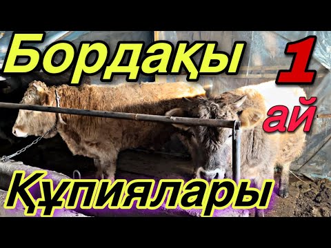 Видео: Бұқаларға қанша ЖЕМ береміз?Бентобак витамині.