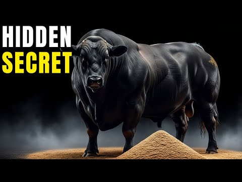 Видео: Секрет соевого шрота для откорма скота