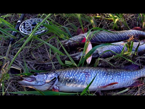 Видео: ОТЛИЧНЫЙ КЛËВ  ЩУКИ! Катушка "Донская", китайский спиннинг и    блесна колебалка!