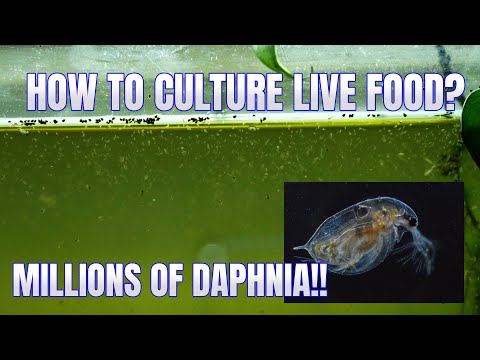 Видео: Как выращивать дафний: секретный метод разведения МИЛЛИОНОВ! | Simply Aquatic