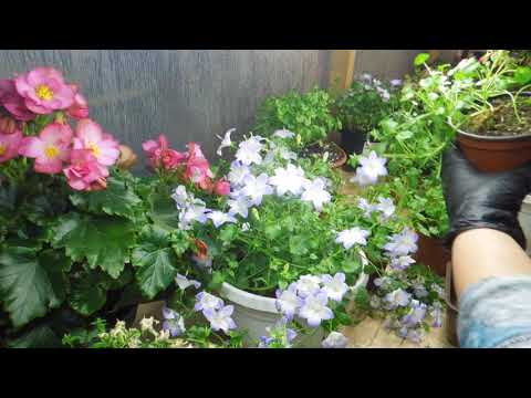 Видео: Кампанула.Мой опыт выращивания и черенкования