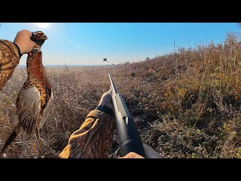 Видео: Трудовая ОХОТА на ФАЗАНА — ОДИН и без СОБАКИ | 20км за 2 дня | Охота с ATA NEO 12