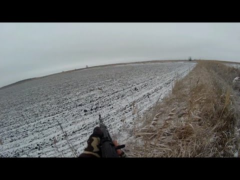 Видео: Охота на зайца! И опять Сайга 20-го калибра!