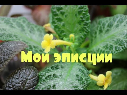Видео: ✿Все мои эписции✿ Обзор ✿ Amethistic_Glow ✿