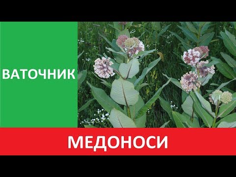 Видео: Пасіка. Медоноси: ваточник