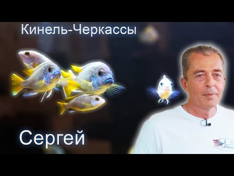 Видео: Аквариумы Сергея с.Кинель-Черкассы Самарская обл.