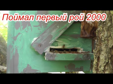 Видео: Поймал рой пчёл  Ловля роев 2020