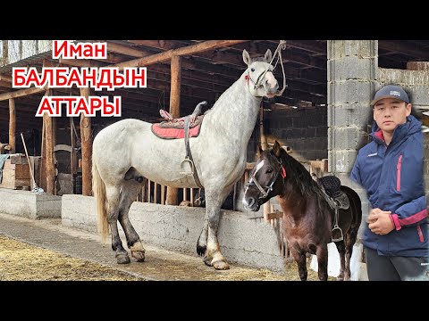 Видео: УРАГАН Ⓜ️ ЖИНДИ👈 ИМАН БАЛБАНДЫН АТТАРЫ🇰🇬28 марта 2025 г.