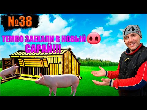 Видео: №38 Перегоняем свинок породы темпо,в новый сарай😁