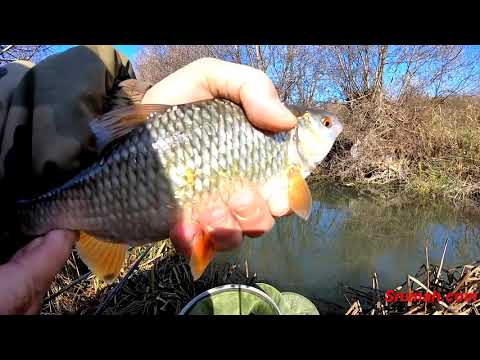 Видео: За риба по Лесновската река край Долни Богров
