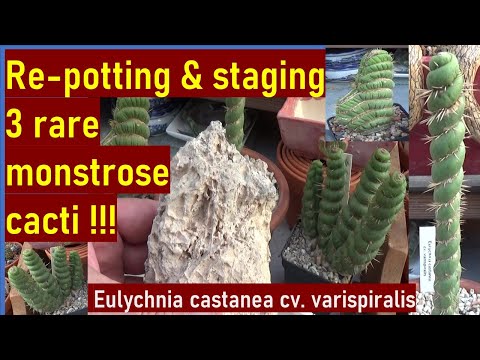 Видео: Как пересаживать и кактусы 3-й стадии развития: редкие монстрозные кактусы: Eulychnia castanea cv...