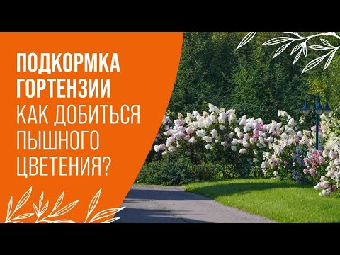 Видео: ПОДКОРМКА ГОРТЕНЗИИ | КАК ДОБИТЬСЯ ПЫШНОГО ЦВЕТЕНИЯ