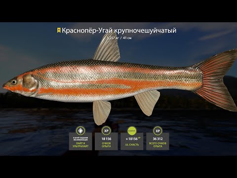 Видео: 🐠РЕКА ЯМА-ЗА УГАЕМ и НА АХТУБУ ЗА АМУРОМ🐬 РОЗЫГРЫШИ РУЛЕТОК🐾