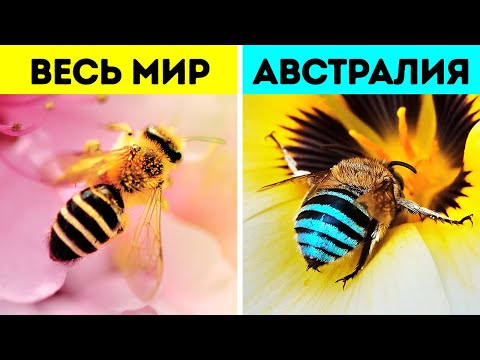 Видео: В Австралии есть удивительные синие пчелы, которые похожи на летающие сапфиры