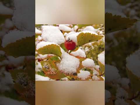 Видео: Первый снег