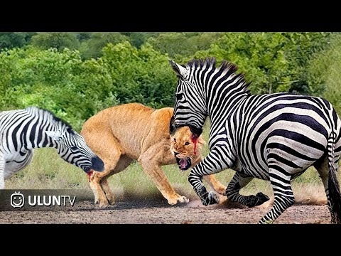 Видео: Когда добыча дает отпор! Зебра сходит с ума, пинает льва до смерти, это ужасно!