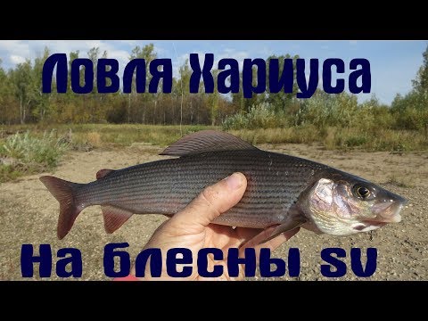 Видео: Ловля хариуса на блесны